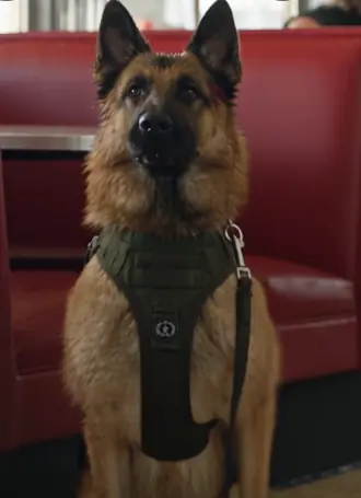 They Drenched My Retired War Dog and Laughed. Before Midnight, I Learned Why the Entire Town Had Been Waiting for Us.